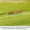 pseudochazara pelopea talysh larva l1